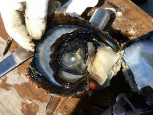 Lombok Mature Pearl In 3 Yr Old Oyster